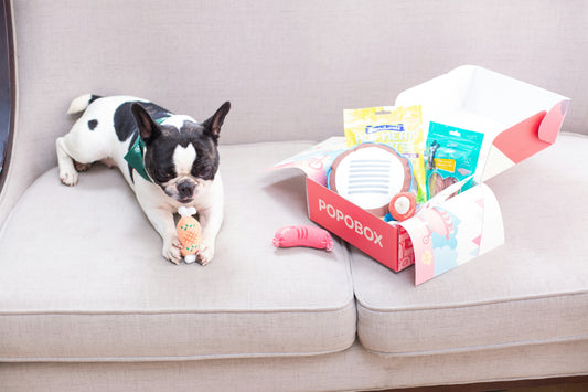 The Ultimate Safety Guide for Road Tripping with Your Dog